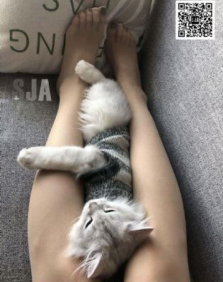 芭比天鹅湖